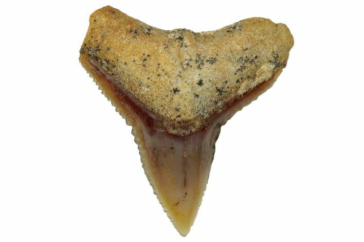 Serrated Fossil Bull Shark Tooth (Carcharhinus) - Angola #259449